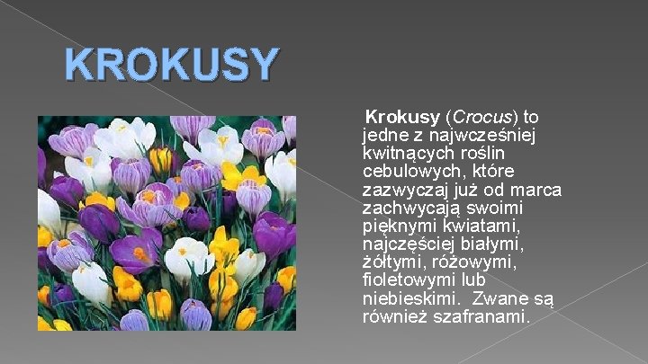 KROKUSY Krokusy (Crocus) to jedne z najwcześniej kwitnących roślin cebulowych, które zazwyczaj już od