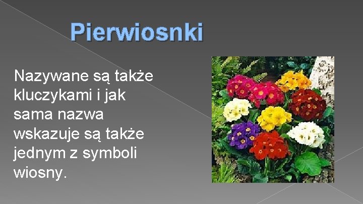 Pierwiosnki Nazywane są także kluczykami i jak sama nazwa wskazuje są także jednym z