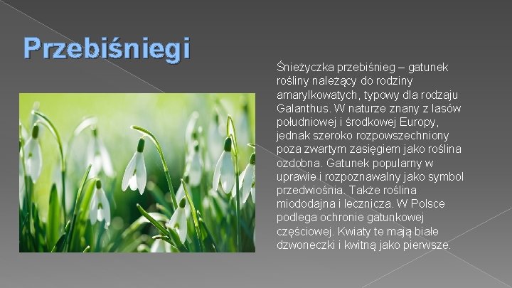 Przebiśniegi Śnieżyczka przebiśnieg – gatunek rośliny należący do rodziny amarylkowatych, typowy dla rodzaju Galanthus.