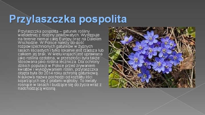 Przylaszczka pospolita – gatunek rośliny wieloletniej z rodziny jaskrowatych. Występuje na terenie niemal całej