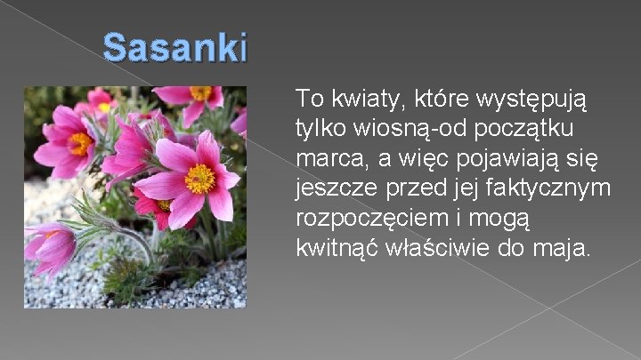 Sasanki To kwiaty, które występują tylko wiosną-od początku marca, a więc pojawiają się jeszcze