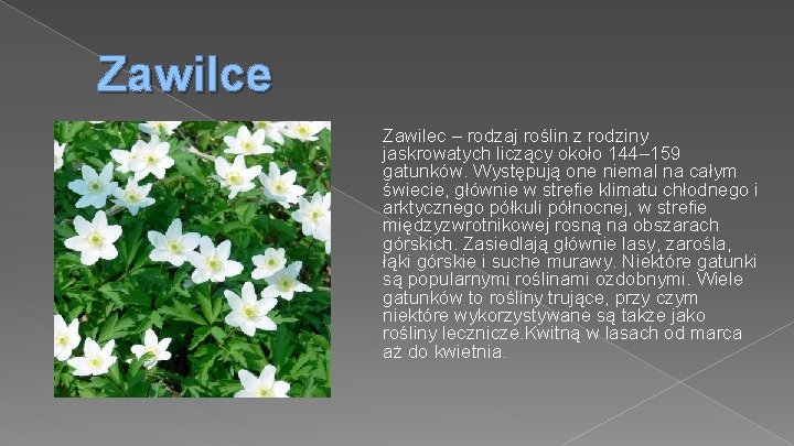 Zawilce Zawilec – rodzaj roślin z rodziny jaskrowatych liczący około 144– 159 gatunków. Występują