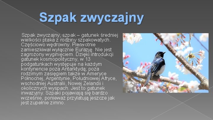 Szpak zwyczajny, szpak – gatunek średniej wielkości ptaka z rodziny szpakowatych. Częściowo wędrowny. Pierwotnie