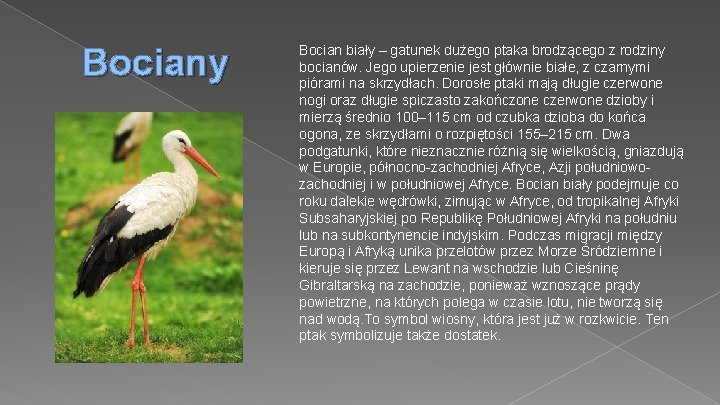 Bociany Bocian biały – gatunek dużego ptaka brodzącego z rodziny bocianów. Jego upierzenie jest