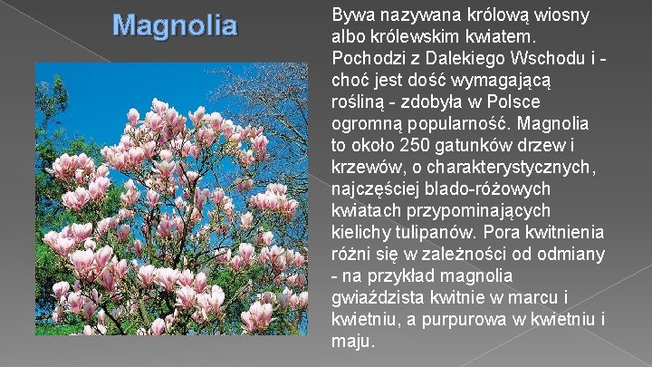 Magnolia Bywa nazywana królową wiosny albo królewskim kwiatem. Pochodzi z Dalekiego Wschodu i choć