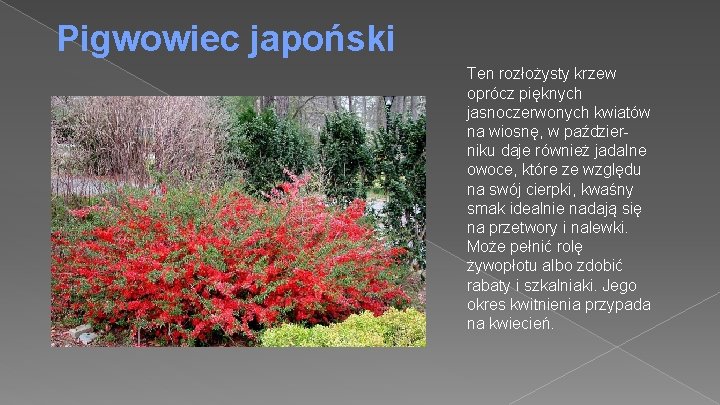 Pigwowiec japoński Ten rozłożysty krzew oprócz pięknych jasnoczerwonych kwiatów na wiosnę, w październiku daje