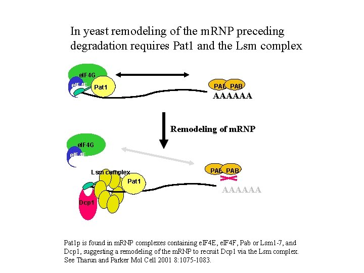 In yeast remodeling of the m. RNP preceding degradation requires Pat 1 and the