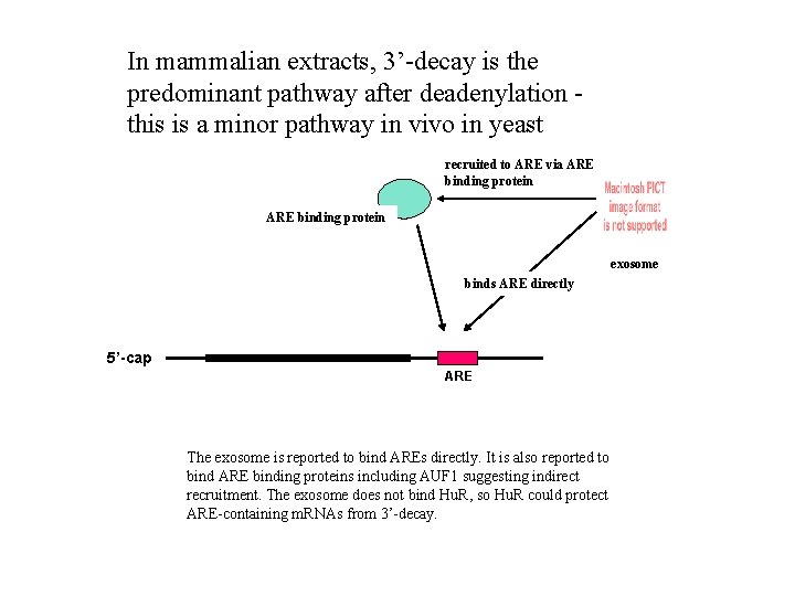 In mammalian extracts, 3’-decay is the predominant pathway after deadenylation this is a minor