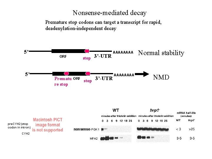 Nonsense-mediated decay Premature stop codons can target a transcript for rapid, deadenylation-independent decay 5’