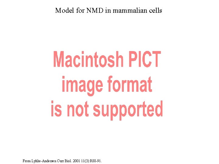 Model for NMD in mammalian cells From Lykke-Andersen Curr Biol. 2001 11(3): R 88