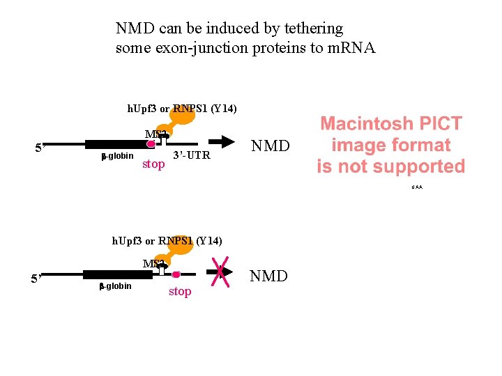 NMD can be induced by tethering some exon-junction proteins to m. RNA h. Upf