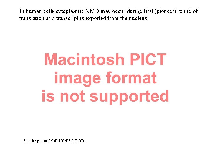 In human cells cytoplasmic NMD may occur during first (pioneer) round of translation as