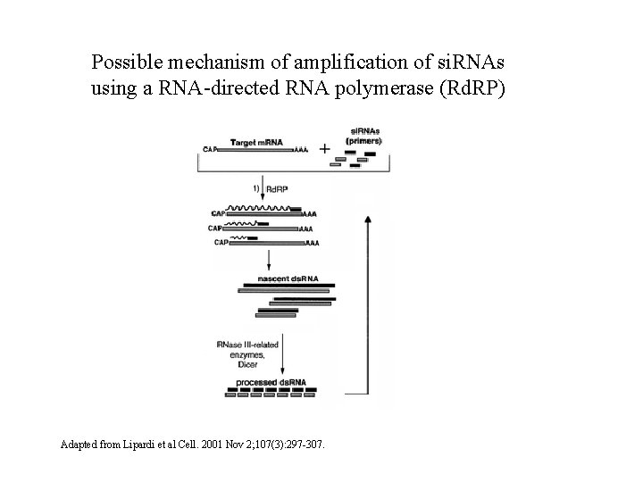 Possible mechanism of amplification of si. RNAs using a RNA-directed RNA polymerase (Rd. RP)