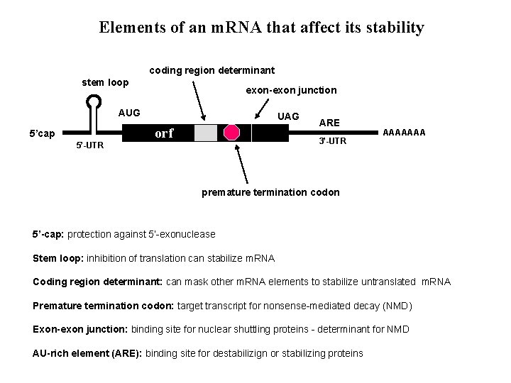 Elements of an m. RNA that affect its stability coding region determinant stem loop