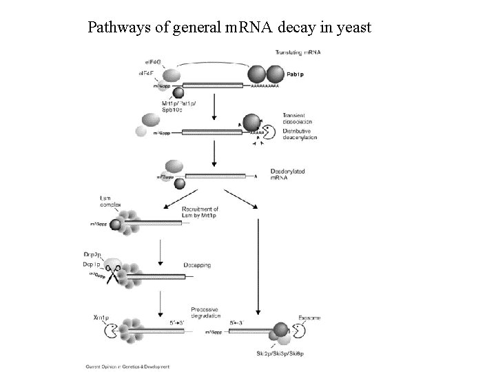 Pathways of general m. RNA decay in yeast 