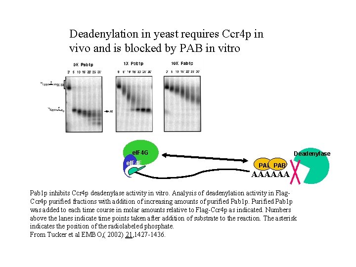 Deadenylation in yeast requires Ccr 4 p in vivo and is blocked by PAB