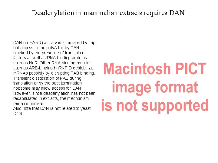 Deadenylation in mammalian extracts requires DAN (or PARN) activity is stimulated by cap but