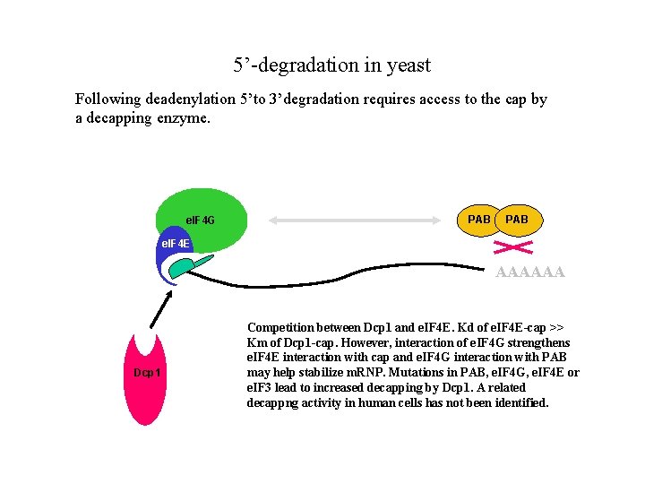 5’-degradation in yeast Following deadenylation 5’to 3’degradation requires access to the cap by a