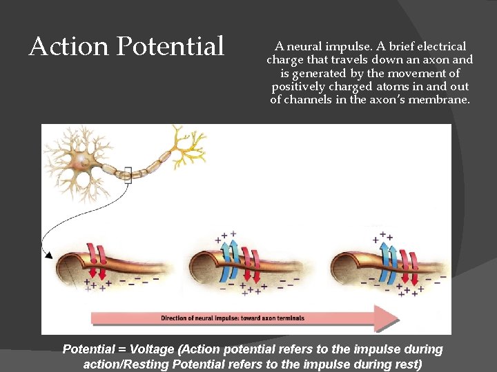 Action Potential A neural impulse. A brief electrical charge that travels down an axon