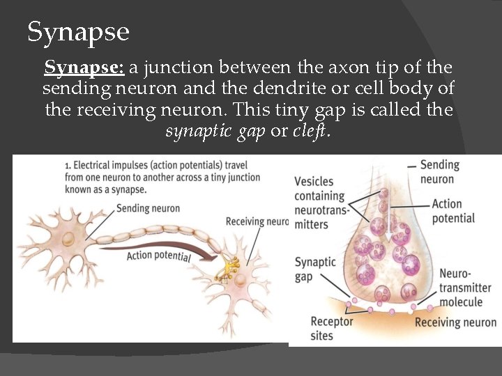 Synapse: a junction between the axon tip of the sending neuron and the dendrite