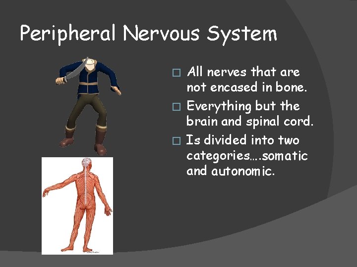 Peripheral Nervous System All nerves that are not encased in bone. � Everything but