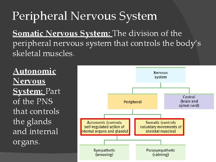 Peripheral Nervous System Somatic Nervous System: The division of the peripheral nervous system that