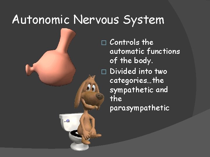 Autonomic Nervous System Controls the automatic functions of the body. � Divided into two