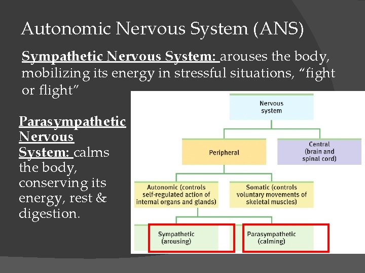 Autonomic Nervous System (ANS) Sympathetic Nervous System: arouses the body, mobilizing its energy in