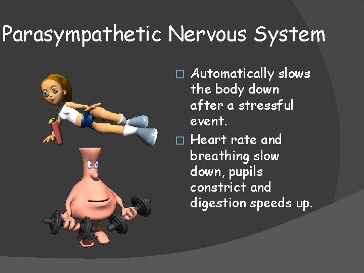 Parasympathetic Nervous System Automatically slows the body down after a stressful event. � Heart