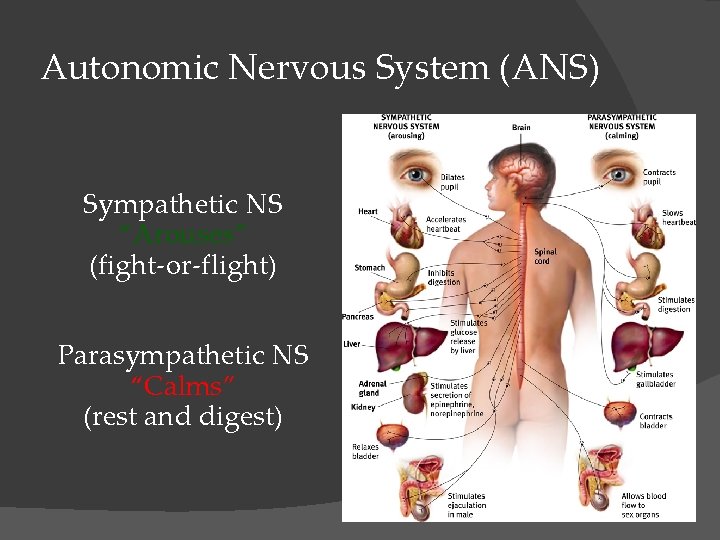 Autonomic Nervous System (ANS) Sympathetic NS “Arouses” (fight-or-flight) Parasympathetic NS “Calms” (rest and digest)