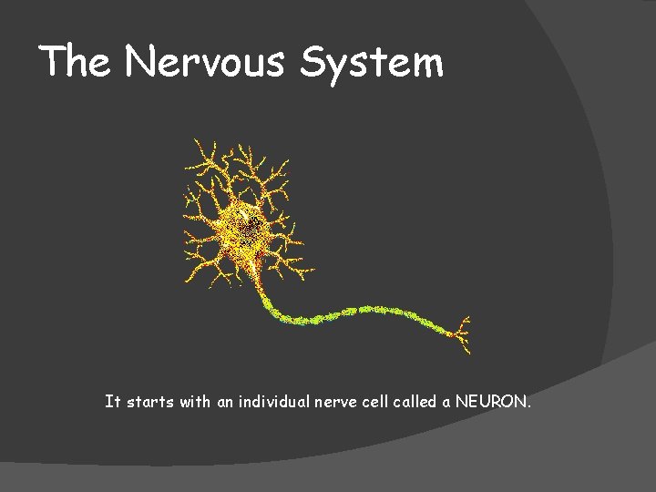 The Nervous System It starts with an individual nerve cell called a NEURON. 