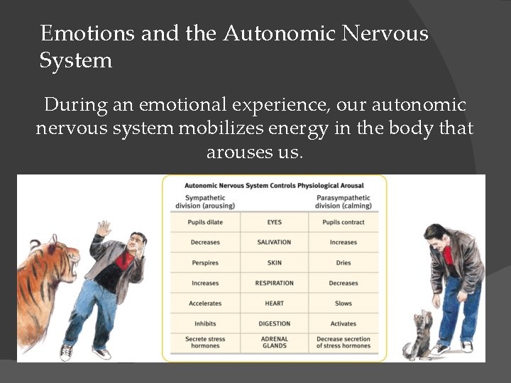 Emotions and the Autonomic Nervous System During an emotional experience, our autonomic nervous system