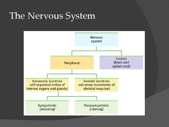 The Nervous System 