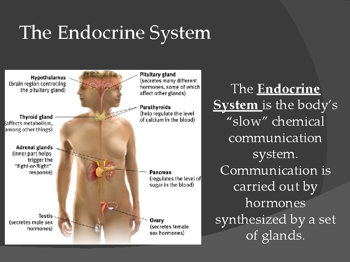 The Endocrine System is the body’s “slow” chemical communication system. Communication is carried out