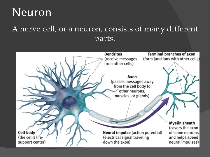 Neuron A nerve cell, or a neuron, consists of many different parts. 