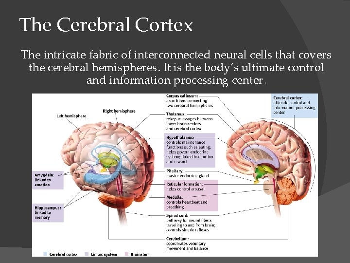 The Cerebral Cortex The intricate fabric of interconnected neural cells that covers the cerebral