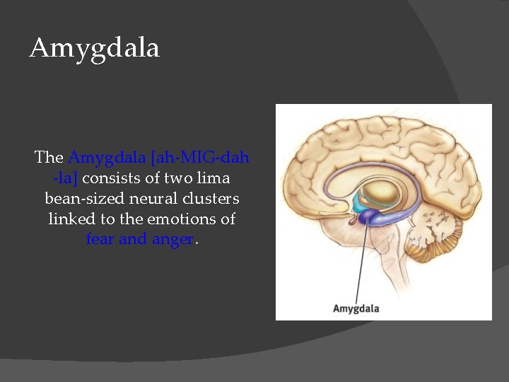 Amygdala The Amygdala [ah-MIG-dah -la] consists of two lima bean-sized neural clusters linked to