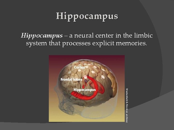 Hippocampus – a neural center in the limbic system that processes explicit memories. Weidenfield