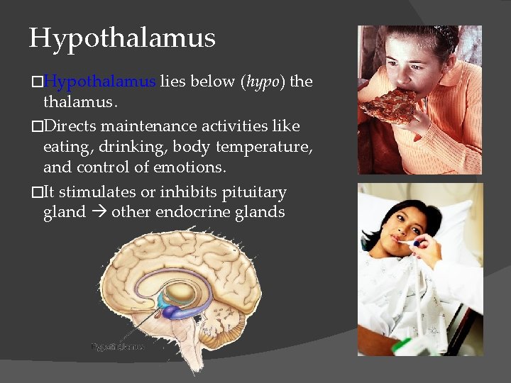 Hypothalamus �Hypothalamus lies below (hypo) the thalamus. �Directs maintenance activities like eating, drinking, body