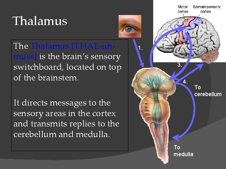 Thalamus The Thalamus [THAL-uhmuss] is the brain’s sensory switchboard, located on top of the