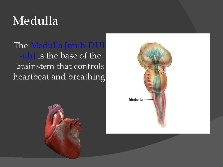 Medulla The Medulla [muh-DUL -uh] is the base of the brainstem that controls heartbeat