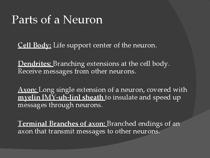 Parts of a Neuron Cell Body: Life support center of the neuron. Dendrites: Branching