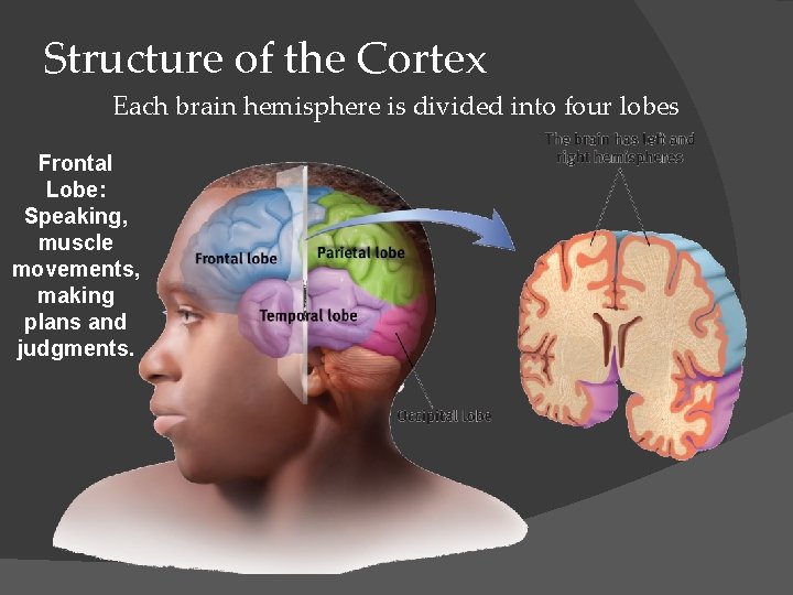 Structure of the Cortex Each brain hemisphere is divided into four lobes Frontal Lobe: