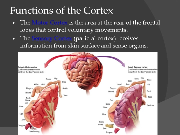 Functions of the Cortex The Motor Cortex is the area at the rear of