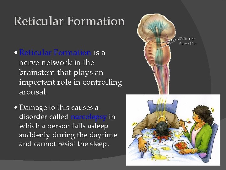 Reticular Formation • Reticular Formation is a nerve network in the brainstem that plays