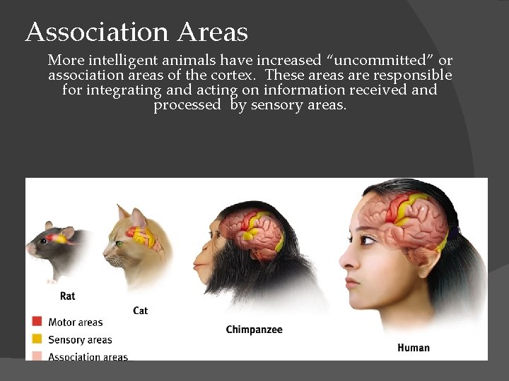 Association Areas More intelligent animals have increased “uncommitted” or association areas of the cortex.