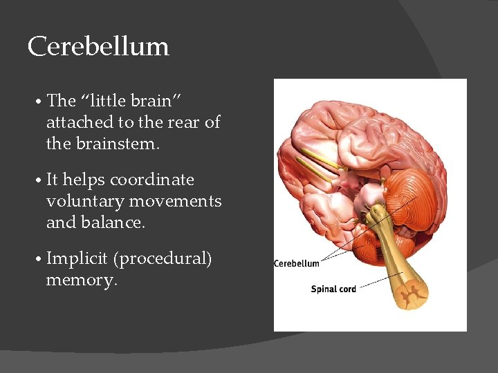 Cerebellum • The “little brain” attached to the rear of the brainstem. • It