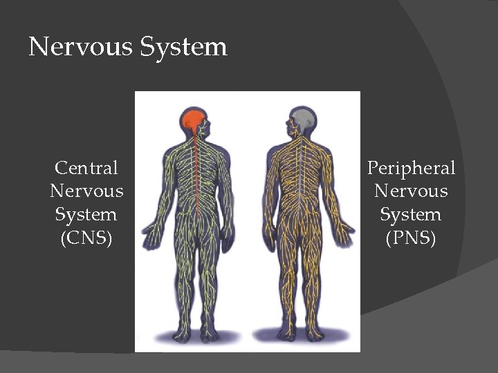 Nervous System Central Nervous System (CNS) Peripheral Nervous System (PNS) 