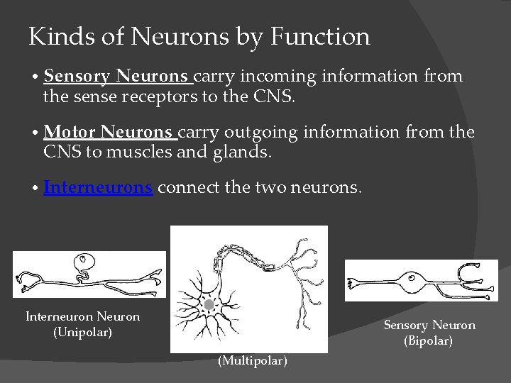 Kinds of Neurons by Function • Sensory Neurons carry incoming information from the sense