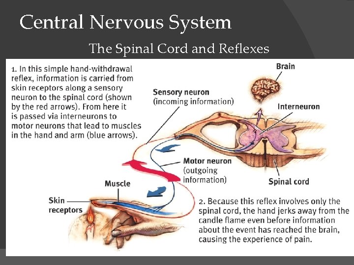 Central Nervous System The Spinal Cord and Reflexes Simple Reflex 